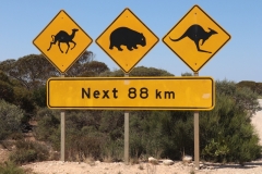 Chameau, Wombat, Kangourou